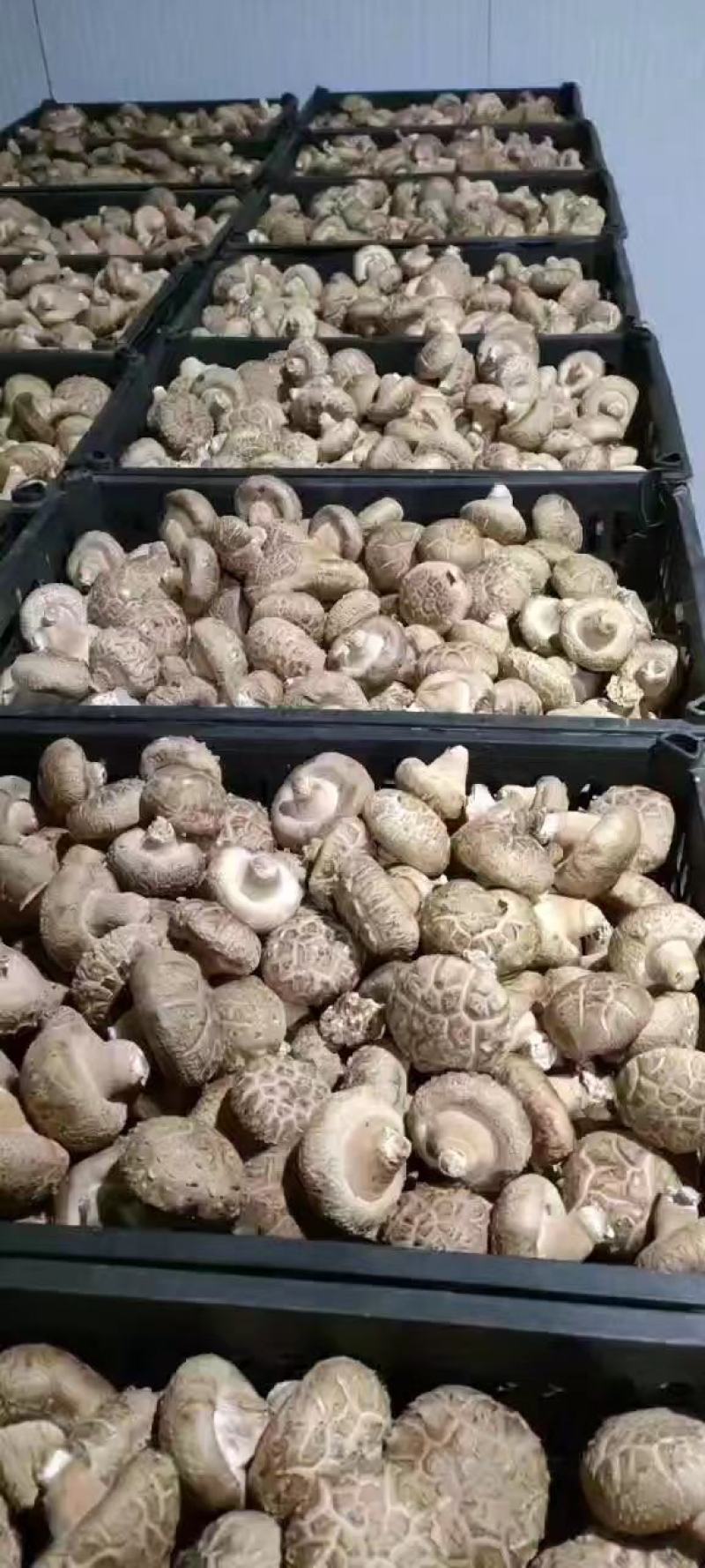 香菇，T2鲜香菇基地直发稳定供货欢迎全国采购商洽谈合作！
