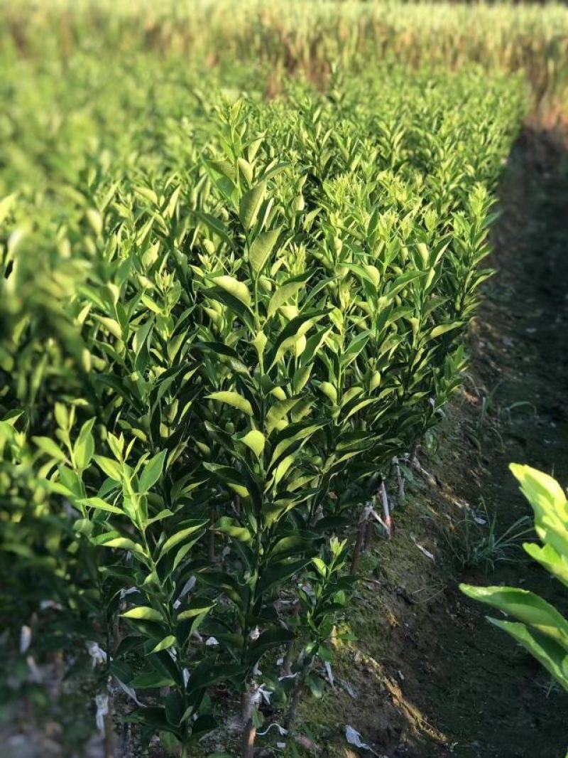 新会柑苗陈皮柑苗茶枝柑苗红柠檬嫁接广西基地发货