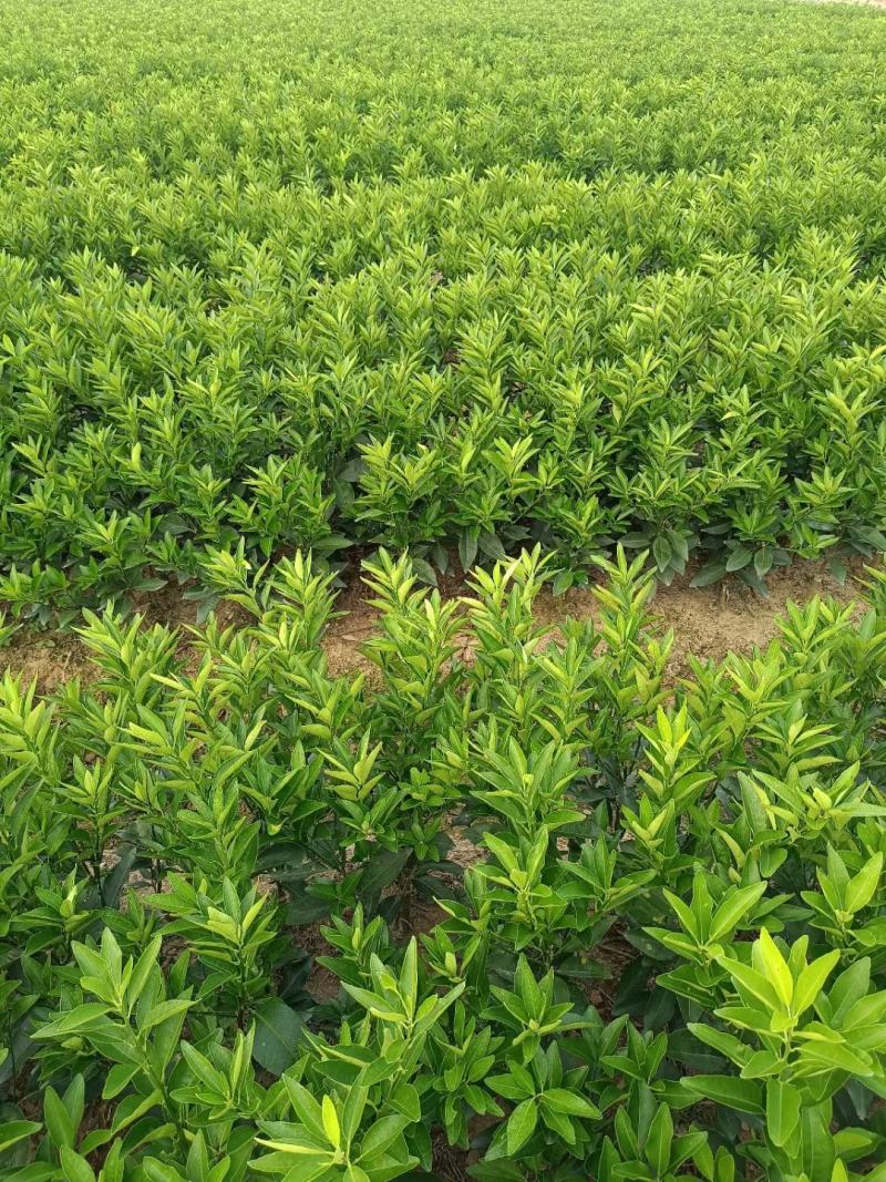 新会柑苗陈皮柑苗茶枝柑苗红柠檬嫁接广西基地发货
