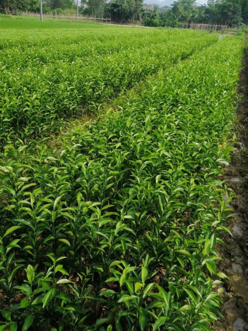 新会柑苗陈皮柑苗茶枝柑苗红柠檬嫁接广西基地发货