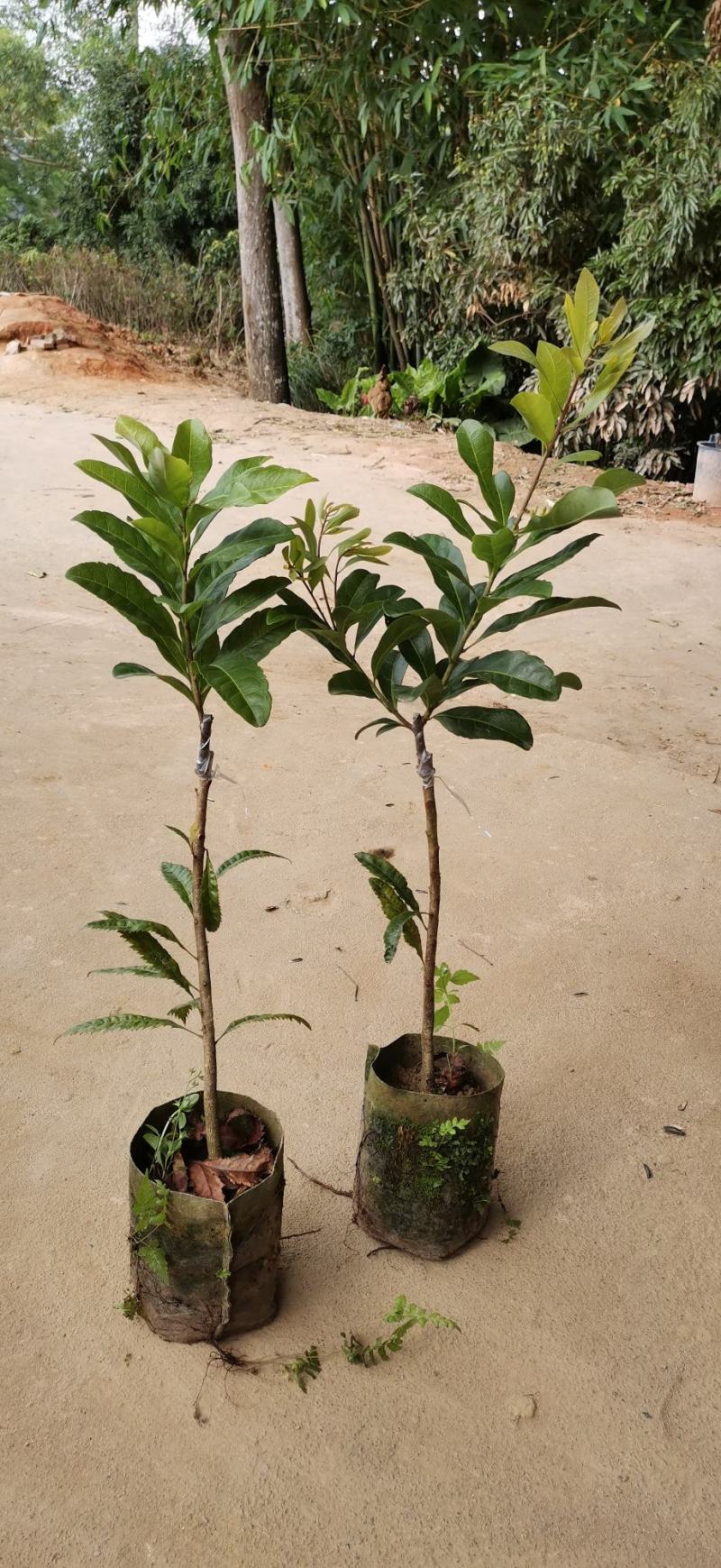 精品杨梅苗东魁杨梅苗黑炭水晶杨梅苗规格品种量大优惠
