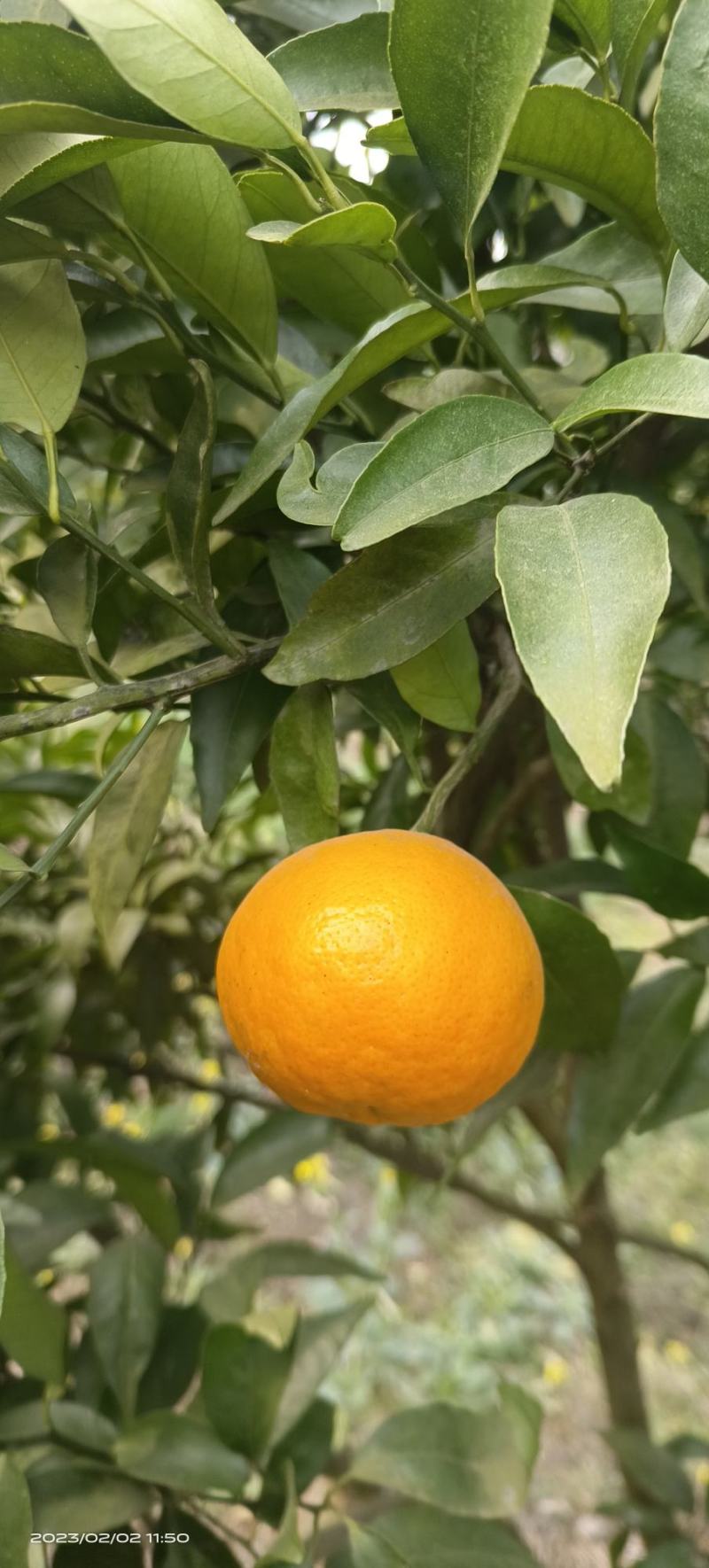 沃柑，纯甜化渣，皮薄肉厚，颜色火红，无干水