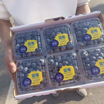蓝莓量大现货中