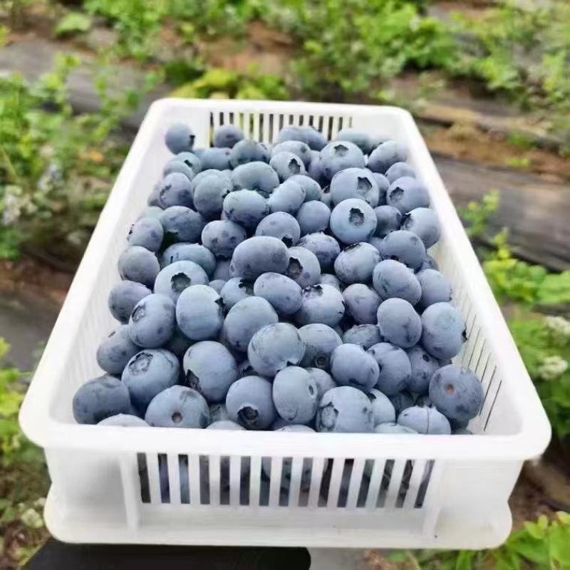 蓝莓量大现货中