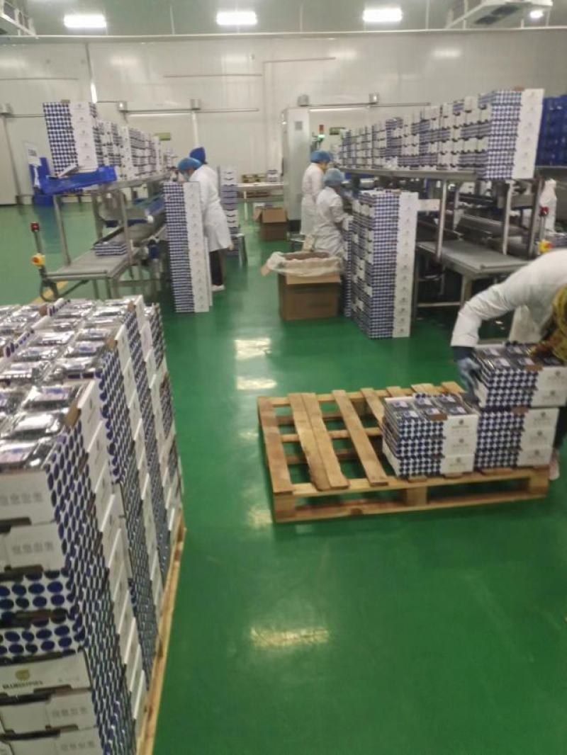 蓝莓量大现货中