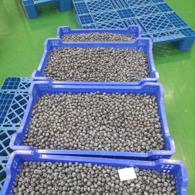 蓝莓量大现货中