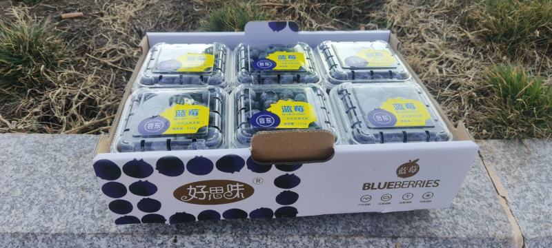 蓝莓量大现货中