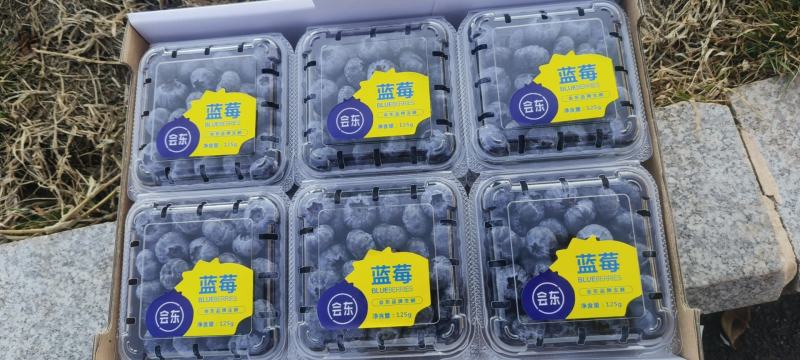 蓝莓量大现货中