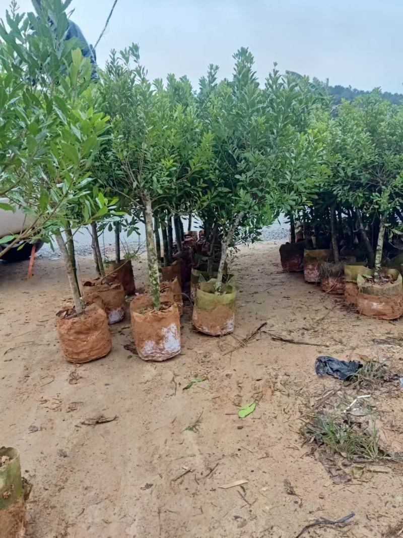 精品杨梅苗东魁杨梅苗黑炭水晶杨梅苗规格品种量大优惠
