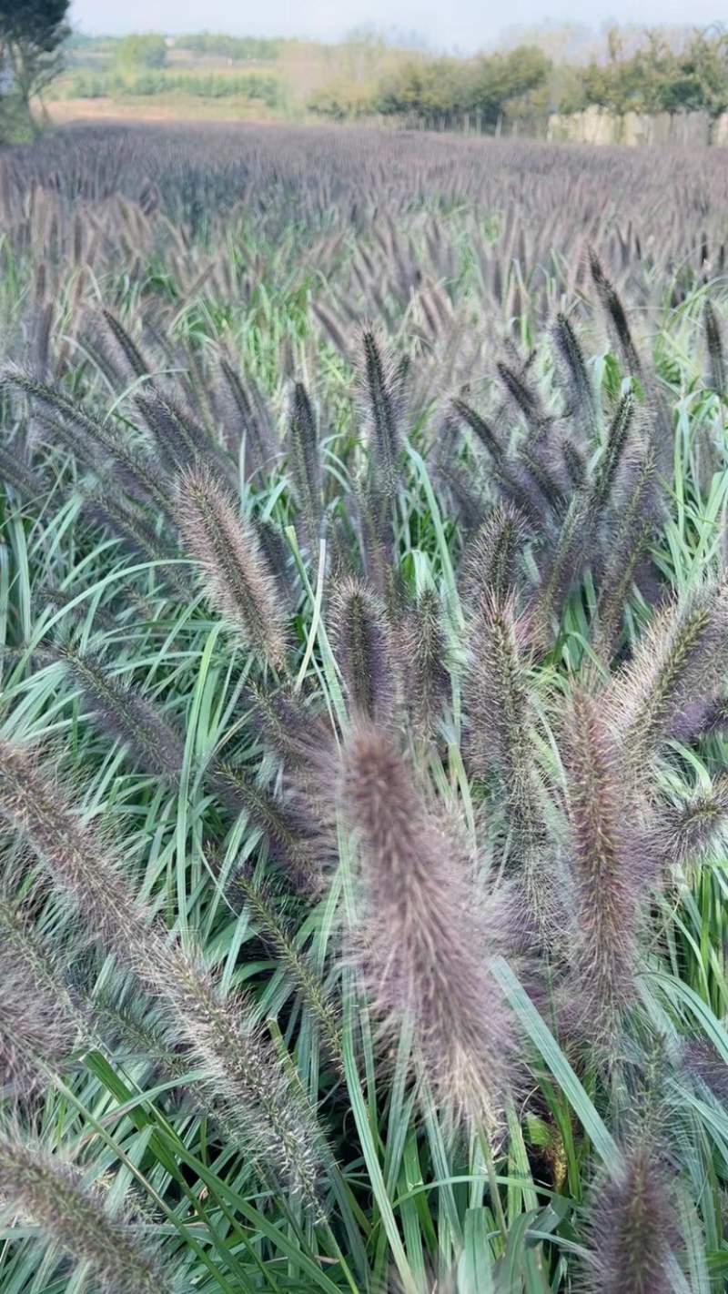 护坡观赏紫穗狼尾草种子狗尾巴草种子美观四季易种花卉芮草籽