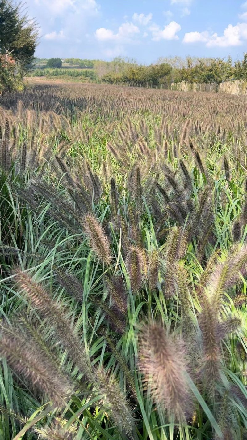 护坡观赏紫穗狼尾草种子狗尾巴草种子美观四季易种花卉芮草籽