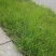 狗尾巴草种子野草种杂草种籽狗尾草种子耐旱绿化观赏草籽护坡