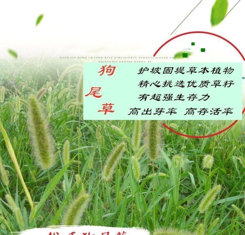 狗尾巴草种子野草种杂草种籽狗尾草种子耐旱绿化观赏草籽护坡