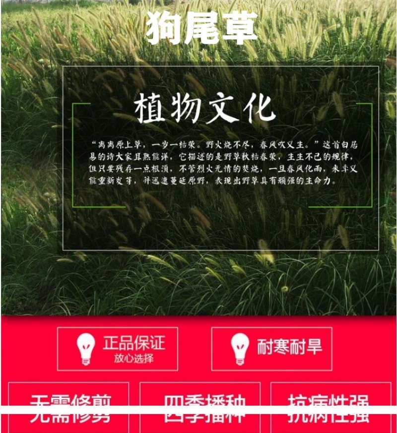 狗尾巴草种子野草种杂草种籽狗尾草种子耐旱绿化观赏草籽护坡