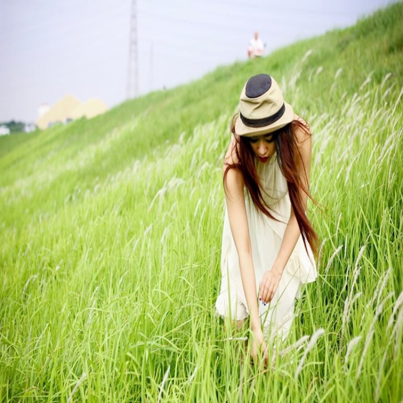 狗尾巴草种子野草种杂草种籽狗尾草种子耐旱绿化观赏草籽护坡