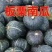 蜜本南瓜苗贝贝南瓜苗板栗南瓜苗免费技术指导包回收