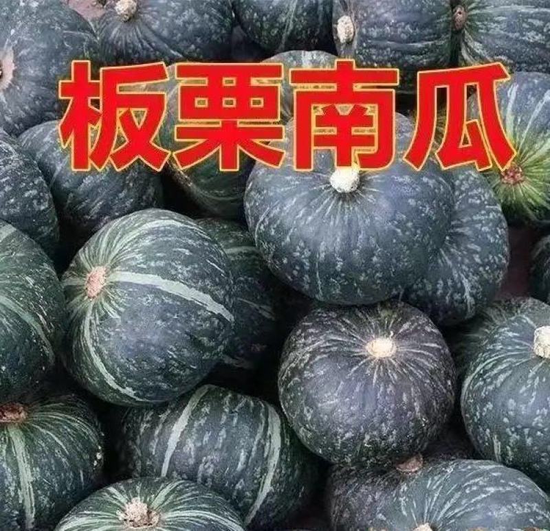 蜜本南瓜苗贝贝南瓜苗板栗南瓜苗免费技术指导包回收