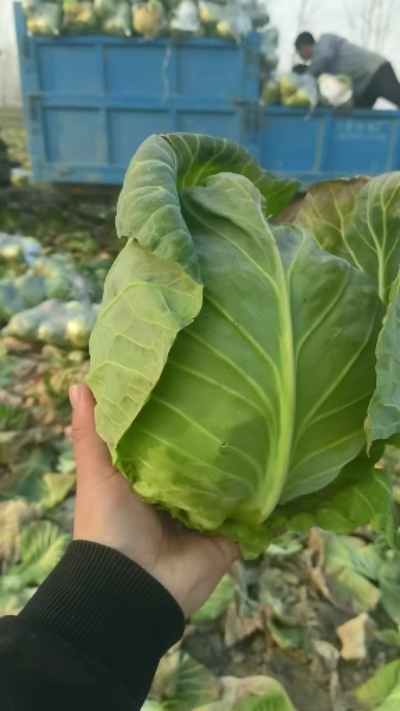 [甘蓝]旺旺甘蓝圆包菜原产地发货欢迎来电采购洽谈