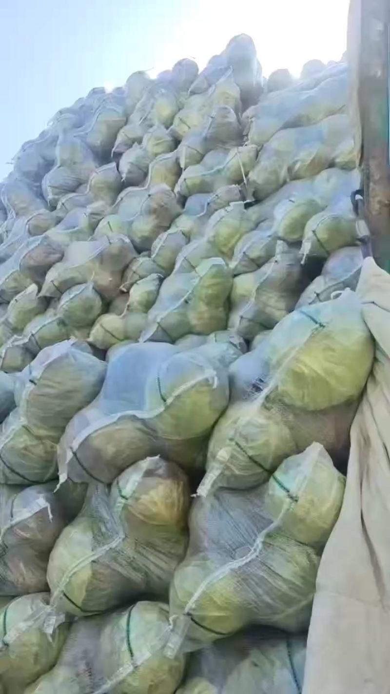 [甘蓝]旺旺甘蓝圆包菜原产地发货欢迎来电采购洽谈