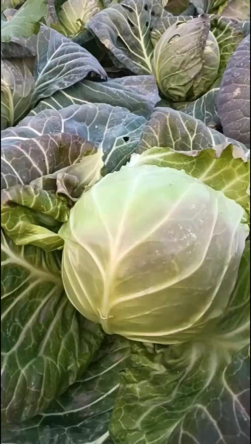 [甘蓝]旺旺甘蓝圆包菜原产地发货欢迎来电采购洽谈