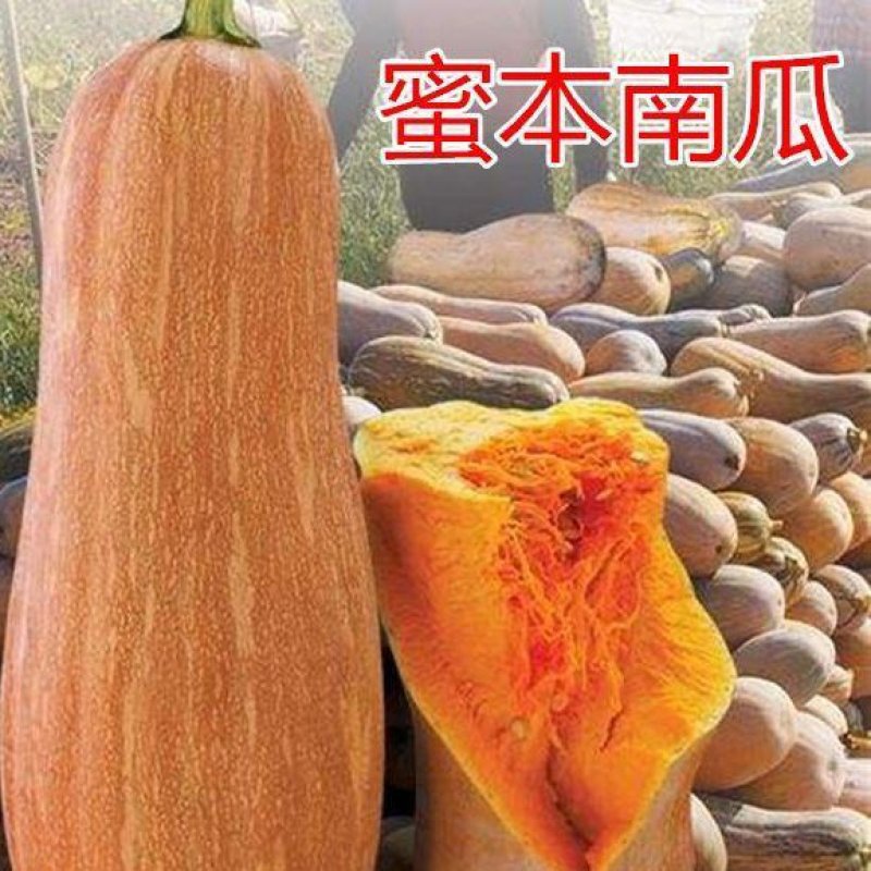 金韩密本南瓜苗香芋南瓜苗贝贝小南瓜苗免费技术指导包回收