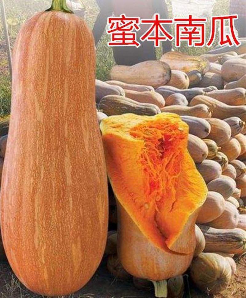 金韩密本南瓜苗香芋南瓜苗贝贝小南瓜苗免费技术指导包回收