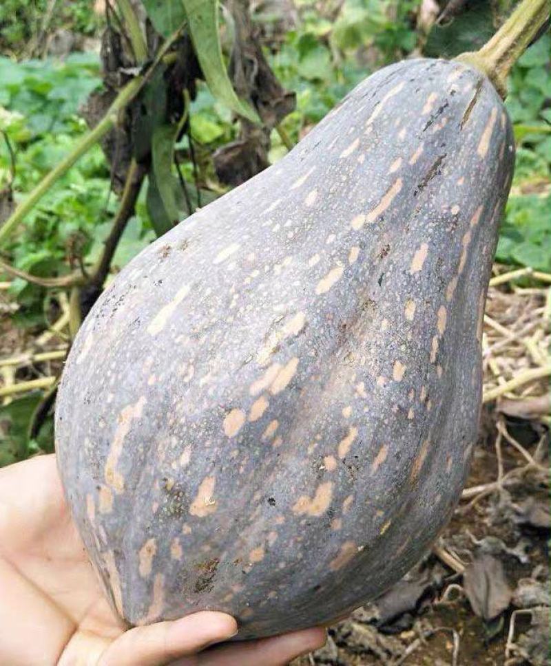 金韩密本南瓜苗香芋南瓜苗贝贝小南瓜苗免费技术指导包回收