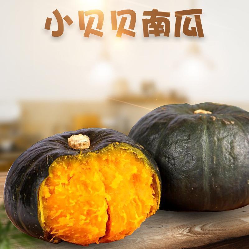 金韩密本南瓜苗香芋南瓜苗贝贝小南瓜苗免费技术指导包回收
