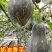 金韩密本南瓜苗香芋南瓜苗贝贝小南瓜苗免费技术指导包回收