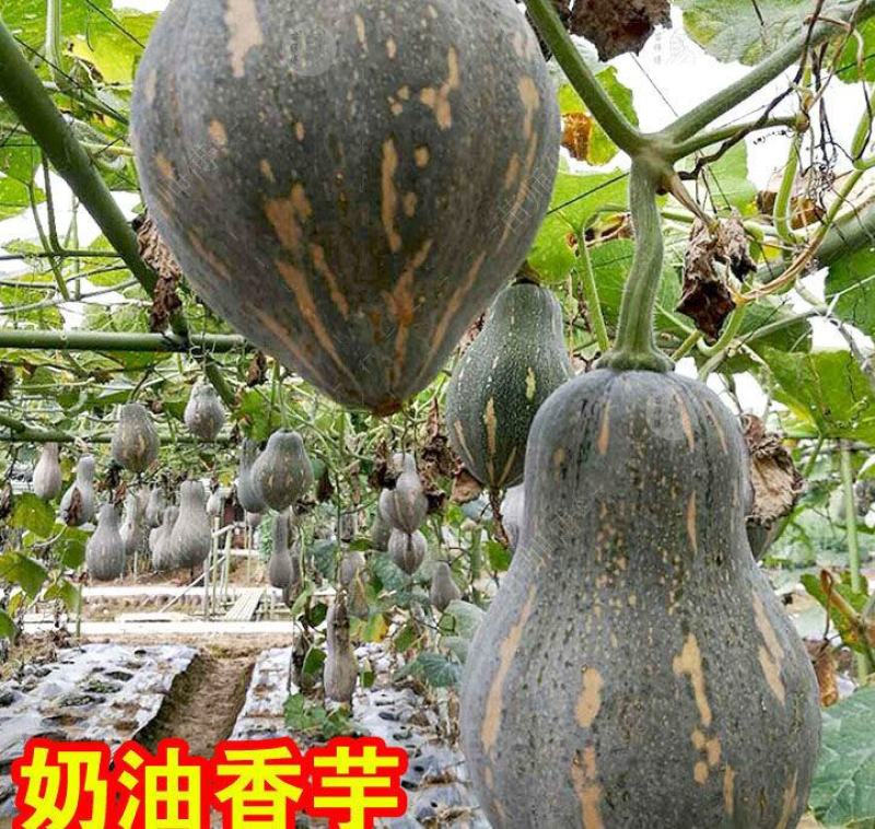 金韩密本南瓜苗香芋南瓜苗贝贝小南瓜苗免费技术指导包回收