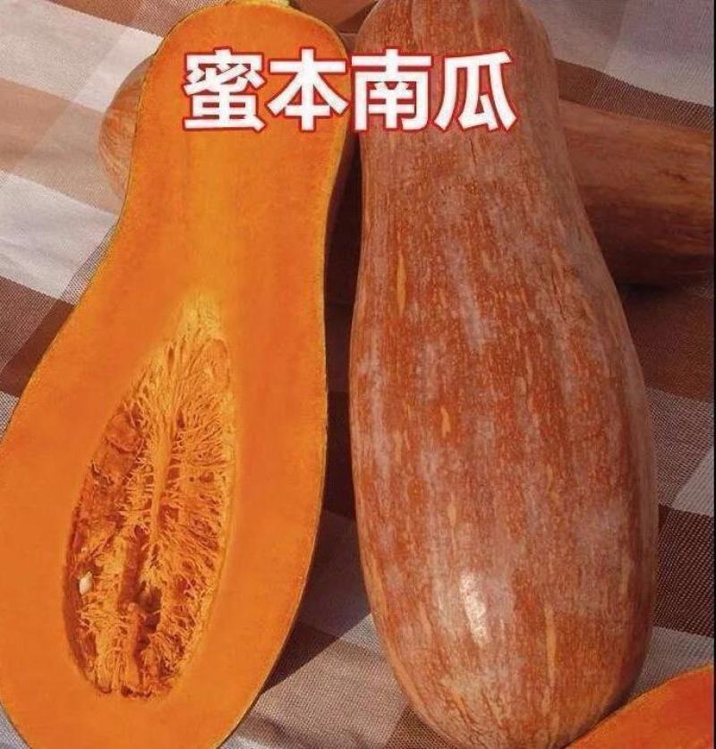 金韩密本南瓜苗香芋南瓜苗贝贝小南瓜苗免费技术指导包回收