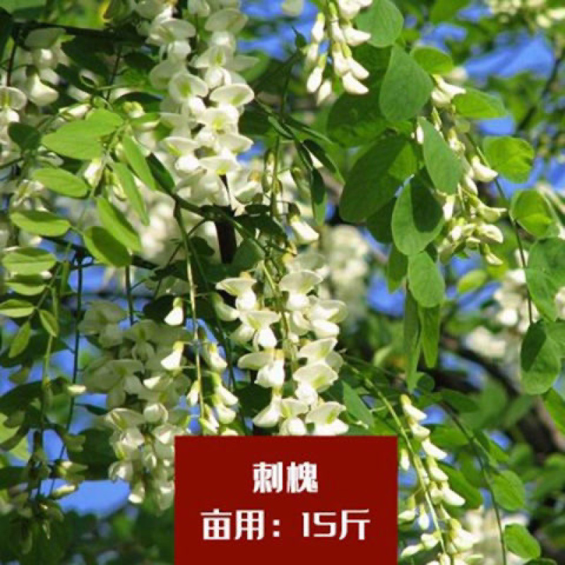护坡灌木种子刺槐小冠花多花木兰胡枝子猪屎豆木豆田菁草种子