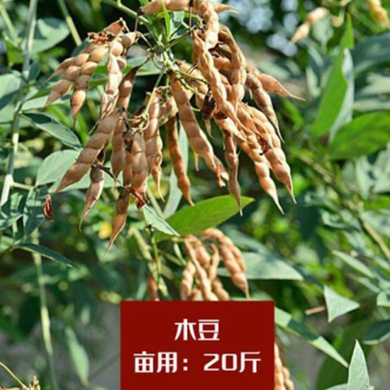 护坡灌木种子刺槐小冠花多花木兰胡枝子猪屎豆木豆田菁草种子