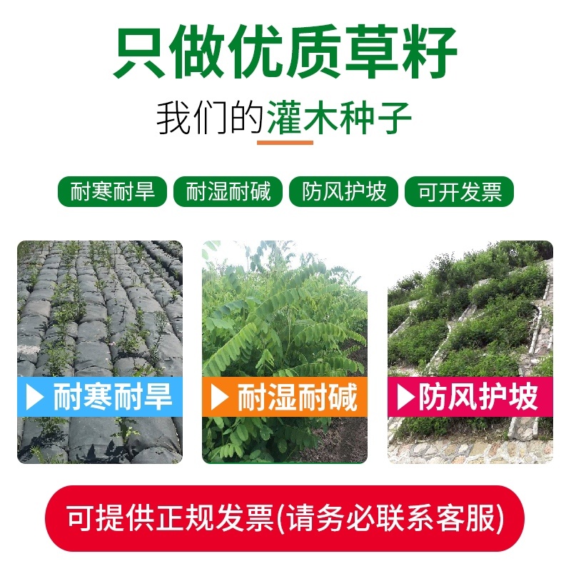 护坡灌木种子刺槐小冠花多花木兰胡枝子猪屎豆木豆田菁草种子