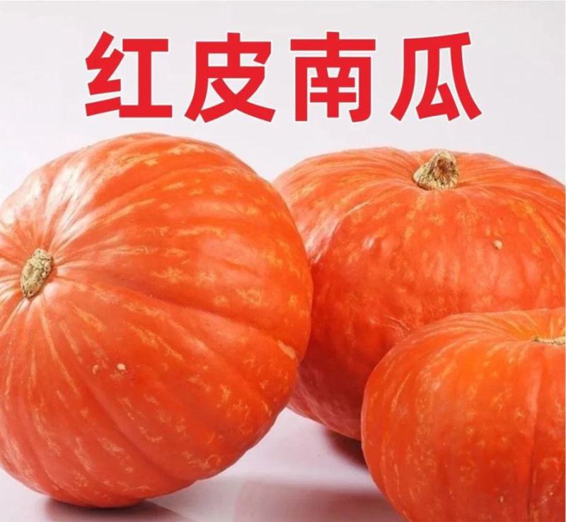 老南瓜苗红南瓜苗金香南瓜苗红皮板栗南瓜苗免费技术指导