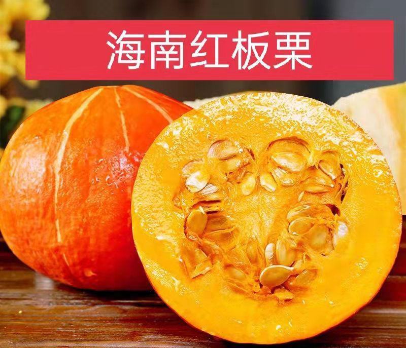 老南瓜苗红南瓜苗金香南瓜苗红皮板栗南瓜苗免费技术指导