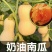 奶油南瓜苗盘龙南瓜苗银栗南瓜苗免费技术指导包回收