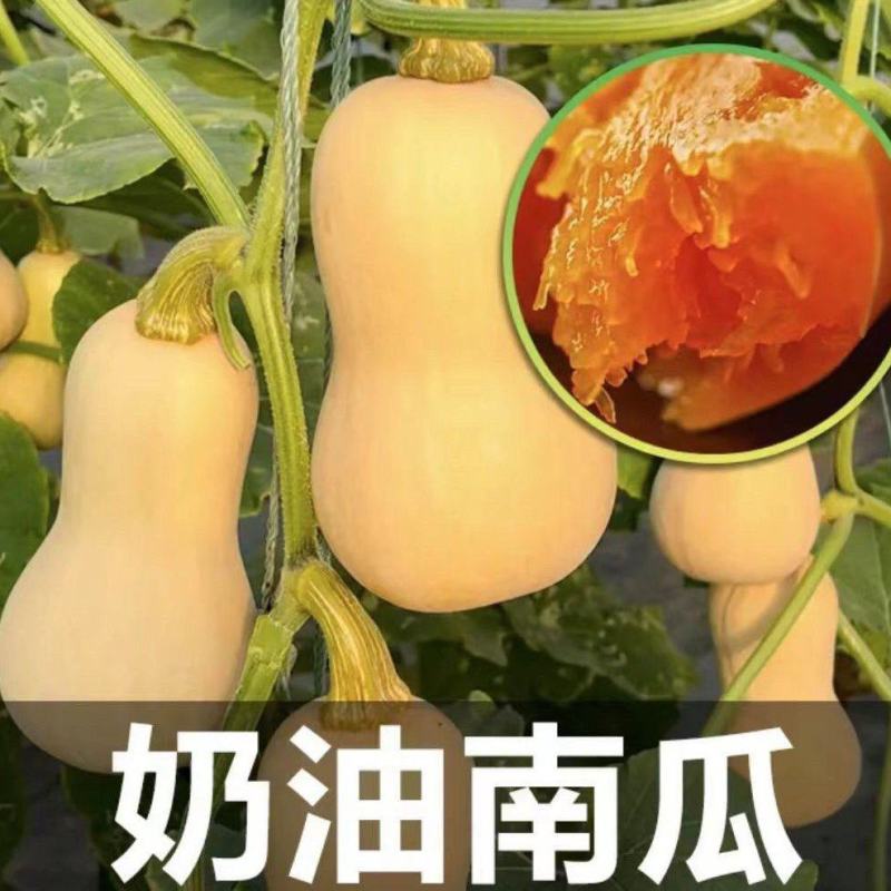 奶油南瓜苗盘龙南瓜苗银栗南瓜苗免费技术指导包回收