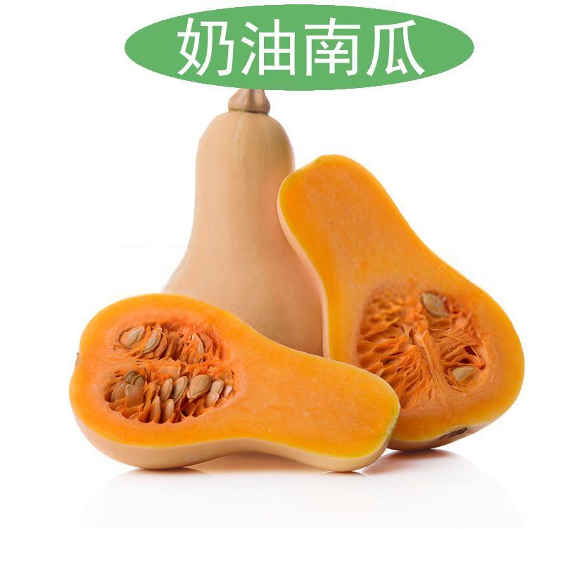奶油南瓜苗盘龙南瓜苗银栗南瓜苗免费技术指导包回收