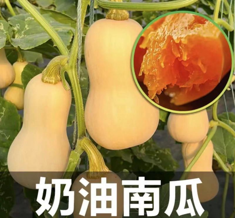 奶油南瓜苗盘龙南瓜苗银栗南瓜苗免费技术指导包回收