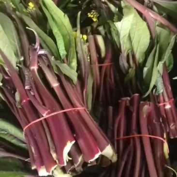 [菜苔]红菜苔基地一手货源质量很好的欢迎新老客户订购