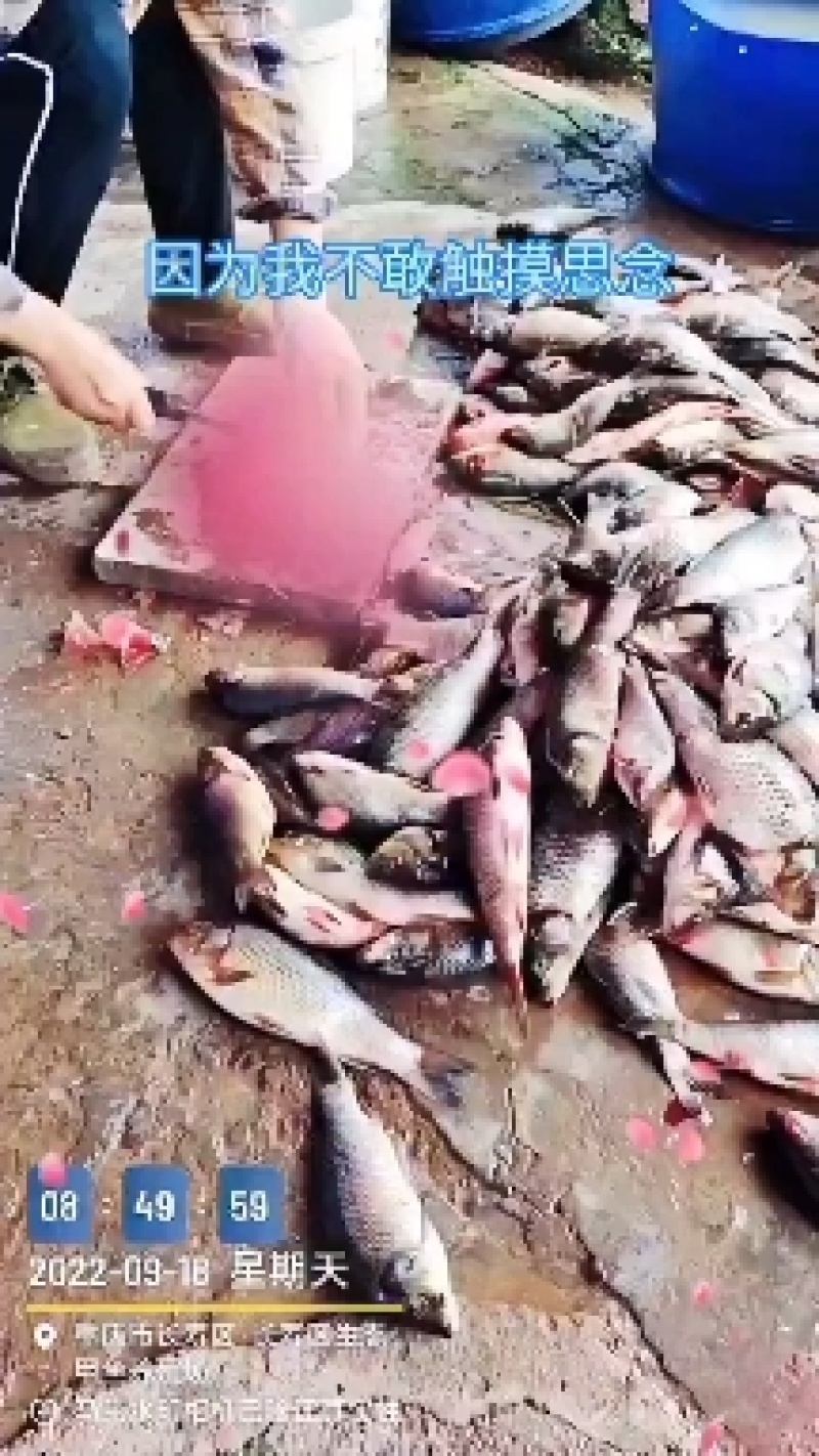 全程自然生长，生态甲鱼