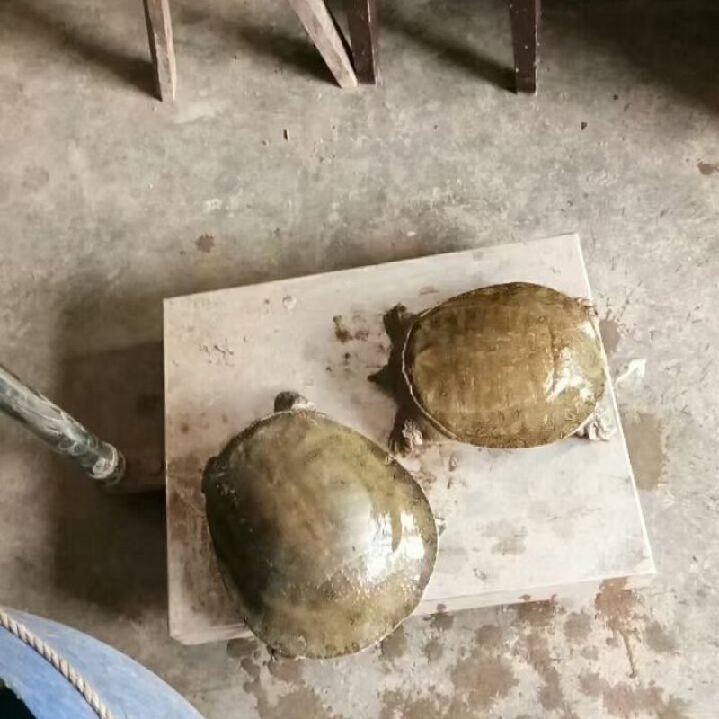 全程自然生长，生态甲鱼