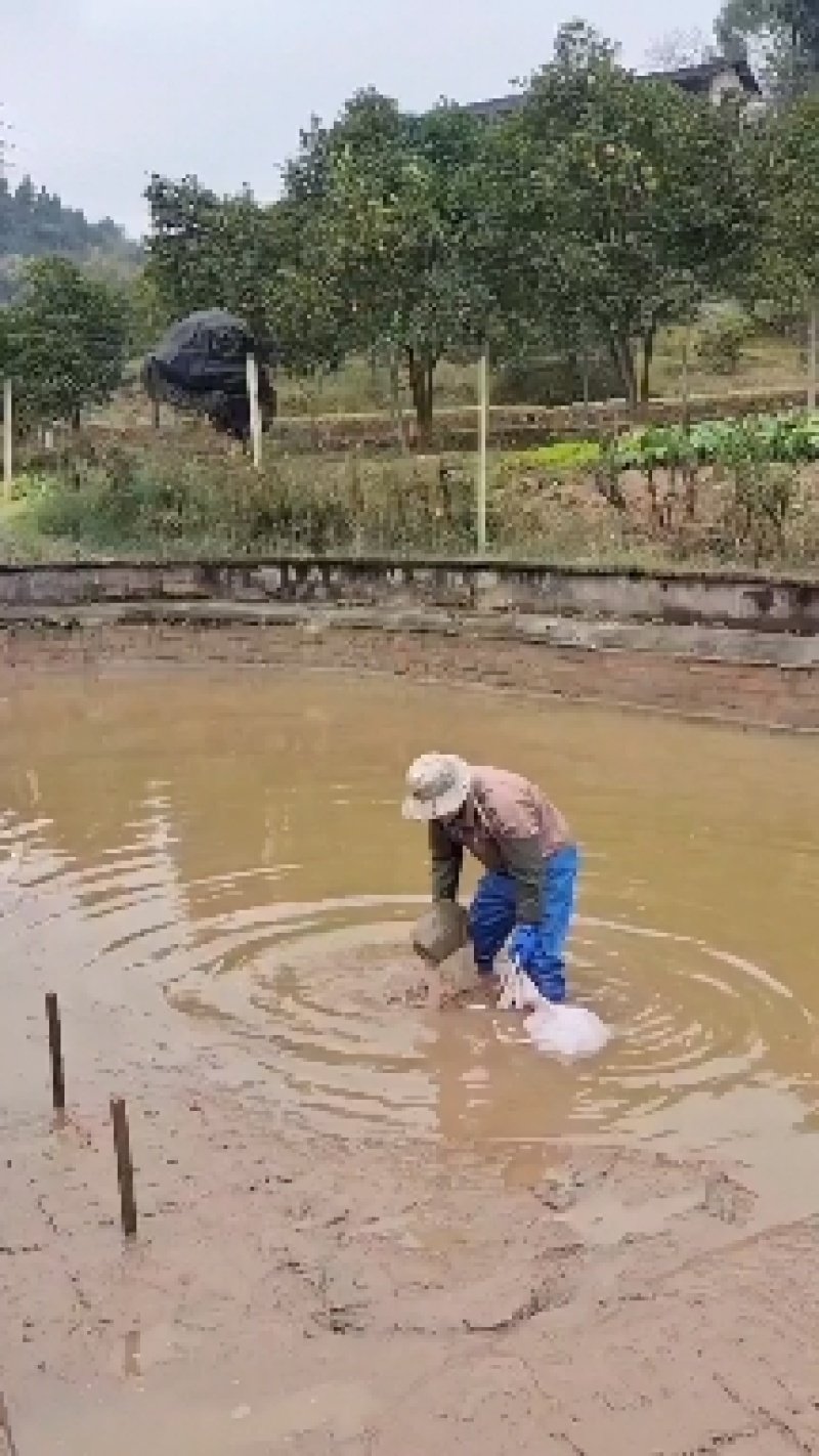 全程自然生长，生态甲鱼