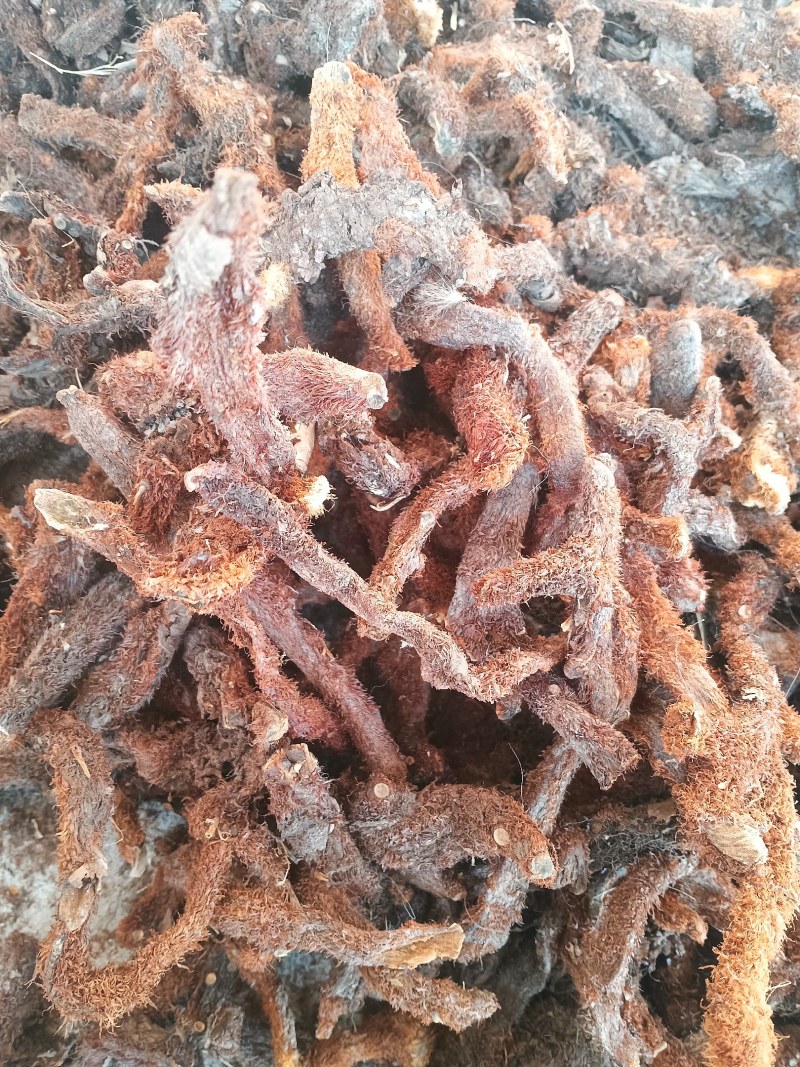 骨碎补，巴岩姜，石岩姜。