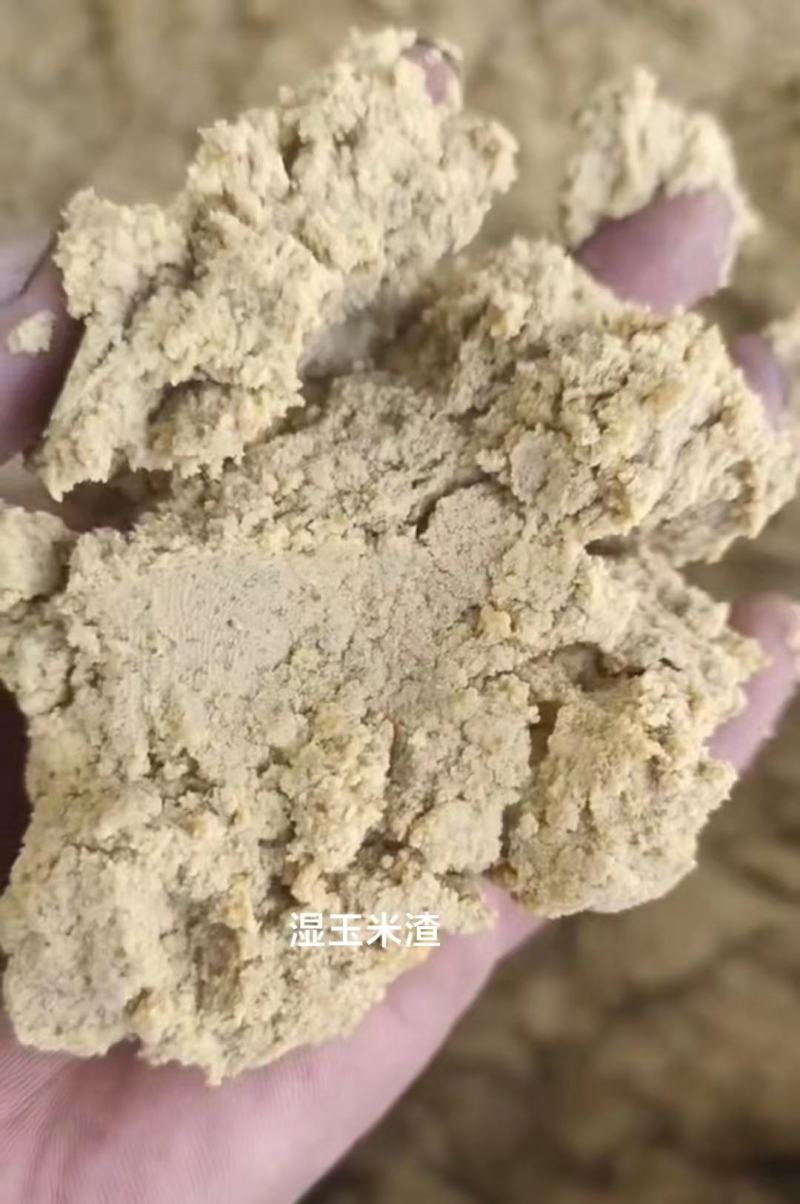 玉米渣，湿玉米渣，水分40左右，适口性好，降低养殖成本