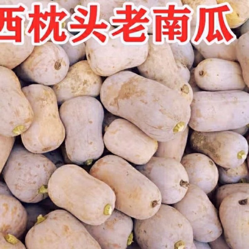 枕头南瓜苗惠和一号南瓜苗花生南瓜苗迷你小南瓜苗包回收