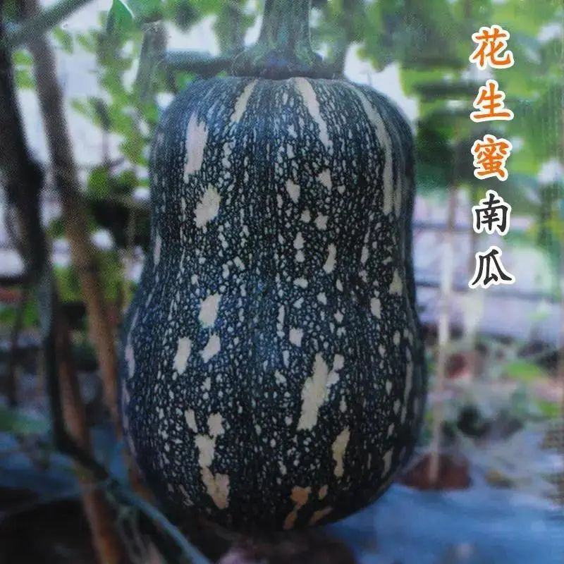 枕头南瓜苗惠和一号南瓜苗花生南瓜苗迷你小南瓜苗包回收