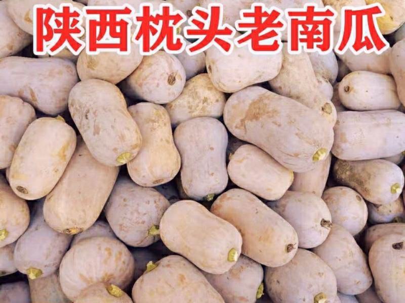 枕头南瓜苗惠和一号南瓜苗花生南瓜苗迷你小南瓜苗包回收