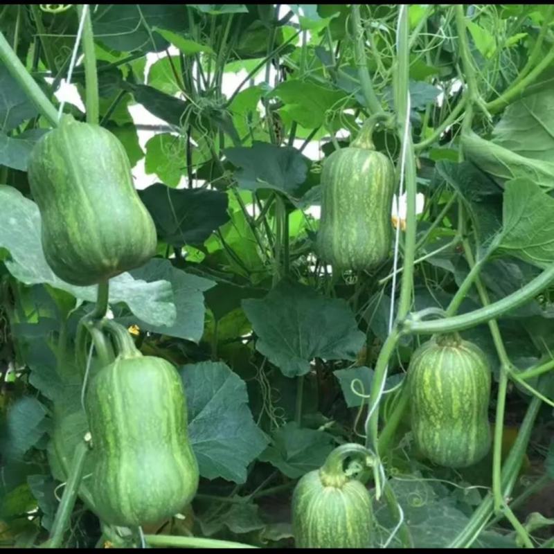 枕头南瓜苗惠和一号南瓜苗花生南瓜苗迷你小南瓜苗包回收
